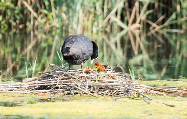 Blässhuhnmutter mit ihren frisch geschlüpften Küken im Nest