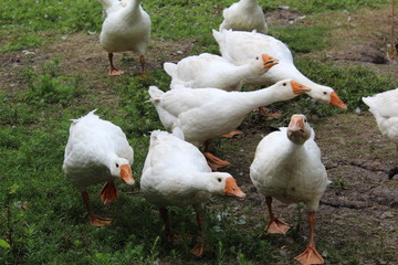 White geese, close-up of the household grazing on the lawn.