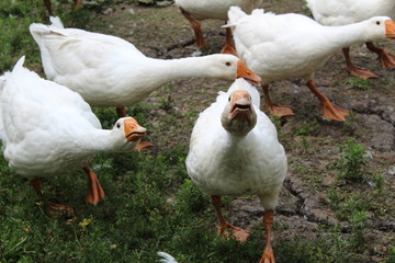 White geese, close-up of the household grazing on the lawn.