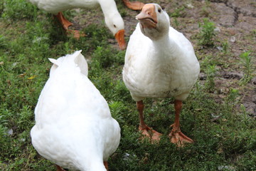 White geese, close-up of the household grazing on the lawn.
