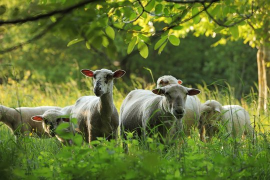  Mouton &agrave; la pature