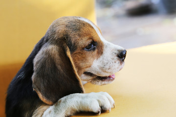 Puppy (Beagle dog) in a brown box.