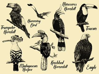 Set of hand drawn sketch style exotic birds. Isolated vector illustration.