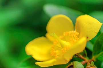 Fototapeta na wymiar Close up of beautiful yellow flower with green leaf. Nature background.