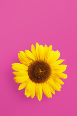 Single sunflower petal isolated on a pink background viewed from above. Top view. Copy space