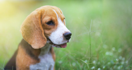 Beagle dog sitting on the green grass outdoor in the park.
