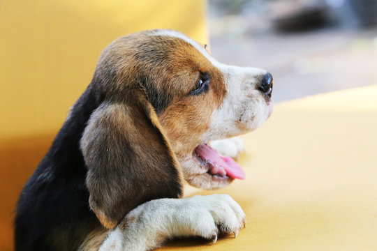 Puppy (Beagle dog) in a brown box.