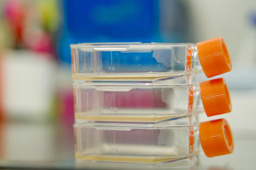 Cell culture flask for monolayers cells in the culture medium.