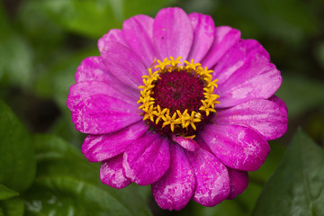 Obraz premium розовый цветок крупны планом