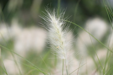 White Flower of Grasses