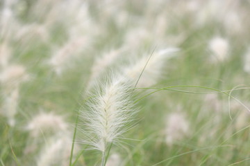 White Flower of Grasses