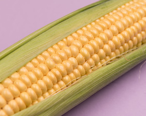 Corn on a colored background