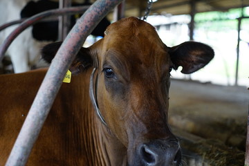 Dairy cow in farm.
