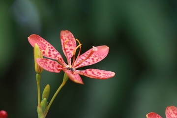 Iris domestica flower