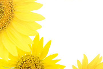 Sunflowers on a white isolated background. Copy space wallpaper