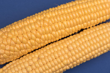 Corn on a colored background