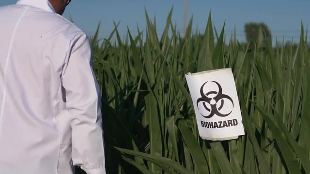 scientist in lab coat putting a BIOHAZARD warning sign on some plants in a cornfield.