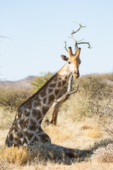 Giraffe (Giraffa)