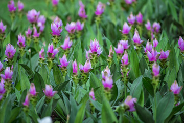 Pink Siam Tulip flowers in the field