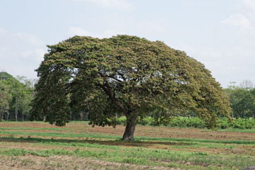 Giant tree in farm