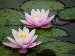 Two beautiful water lilies in a swamp. Rain drops on the petals of the lotuses. Garden flowers close-up