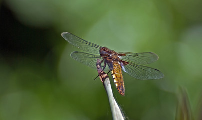 Odonata... wissenschaftlicher Name für Libellen © Gitte