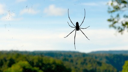 Spider hanging in web with blue sky and rain forest background. Laos.