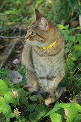 A cat is sitting on the grass and looking away