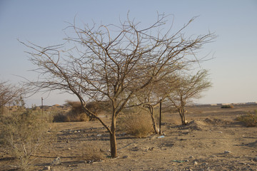 Trees in the desert.