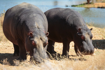Flusspferde (Hippopotamus amphibius)