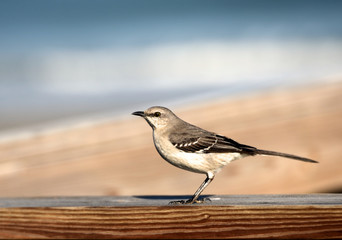 A closeup of a meadowlark on a handrail at a South Carolina beach.