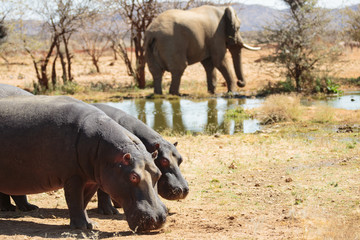 Nilpferde und Elefant am Wasserloch
