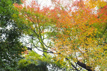 the beautiful autumn color of Japan maple leaves on tree is green, yellow, orange and red discoloration in the park, when the leaves change colorful
