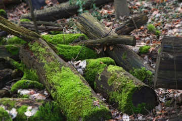 Fototapeta na wymiar Baumstämme Herbst Wald