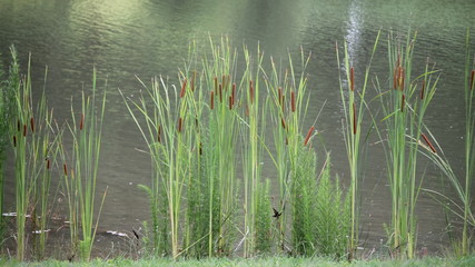 Typha latifolia, tall marsh plant