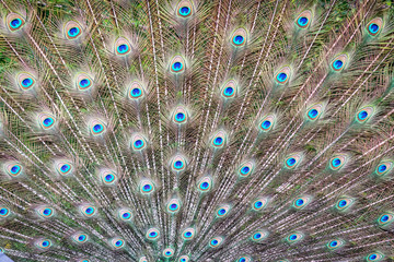 Obraz premium Peacock feather can be used as background