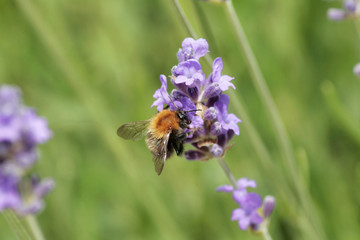 bee on lavender in garden