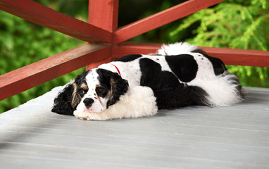 A party colored cocker spaniel resting on a gray porch of a mountain cabin.