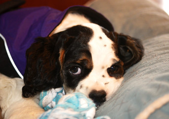 A cocker spaniel puppy with a purple coat on resting.