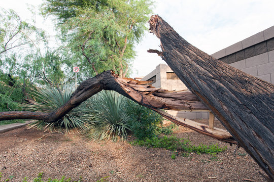 Fallen Mesquite Tree after annual summer monsoon storm in Phoenix, Arizona