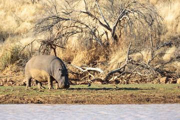 Flusspferd (Hippopotamus amphibius)