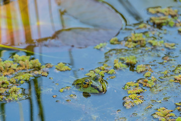 Froschkopf guckt aus Teich