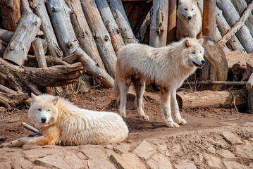 White arctic wolves at the zoo