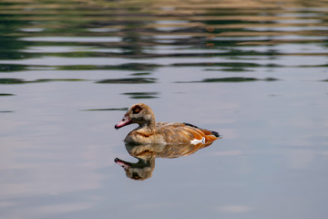 Egyptian goose (Alopochen aegyptiaca) and reflection swimming on a calm still lake in summer
