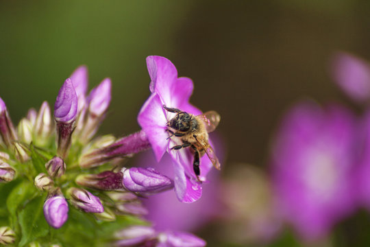 bee on purple phlox
