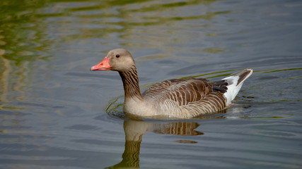 Canada goose (Branta canadensis) In the wetlands of Zaandam in the Netherlands