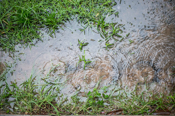 Rain drops in the water.
