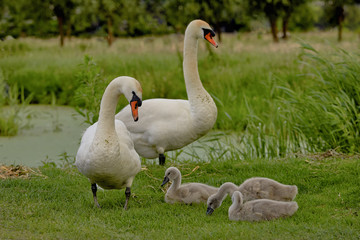 The Swan family, birds of the Cygnini tribe (anatidae) with a young swan