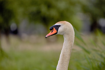 Swan,  bird of the Cygnini tribe (Anatidae) -  portrait