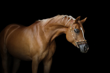 Fototapeta na wymiar Beautiful chestnut arabian horse isolated on black background